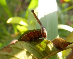 Dichorragia nesimachus