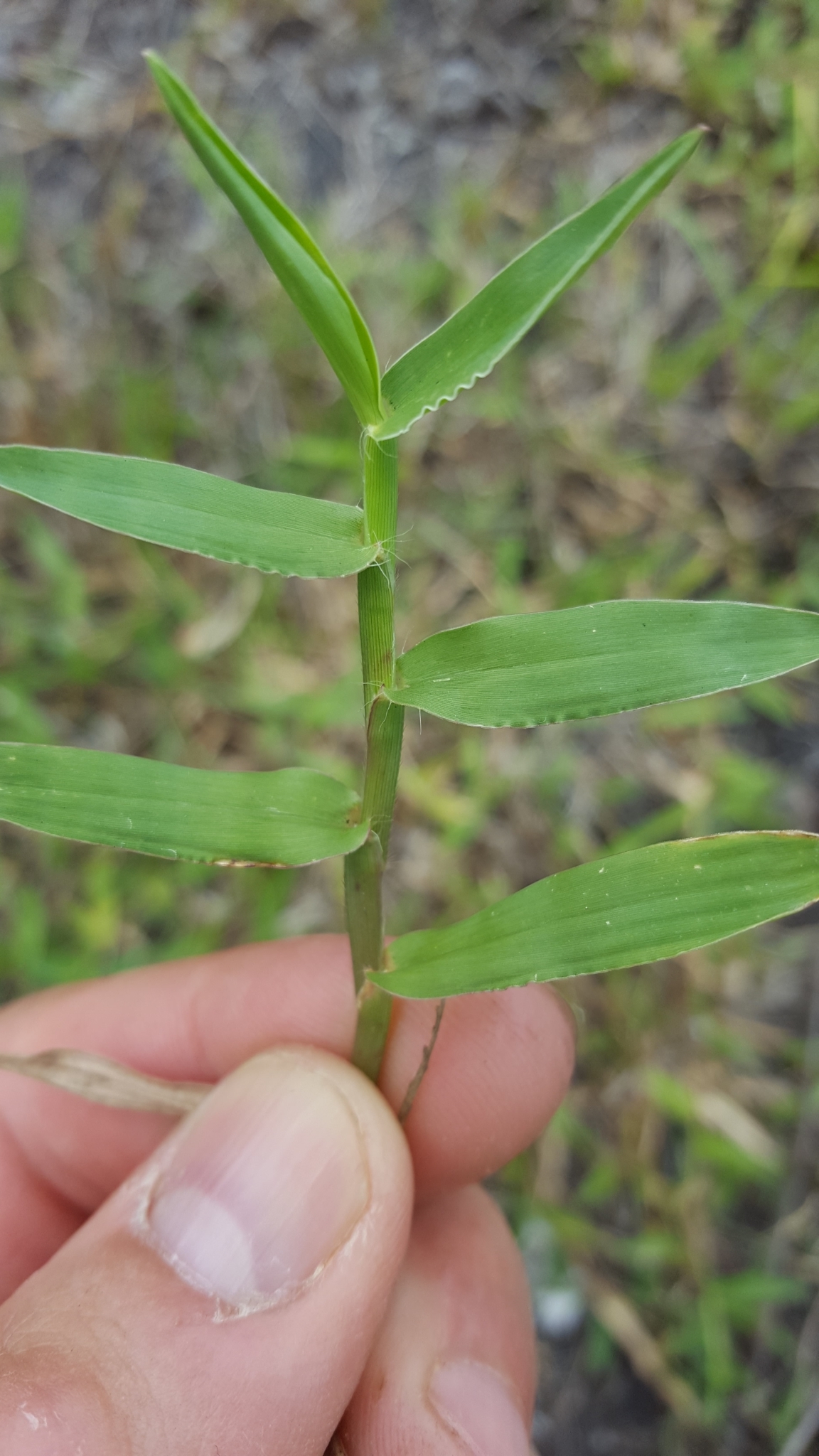 (c) François Rousseu, certains droits réservés (CC BY-NC) https://www.inaturalist.org/observations/104720222