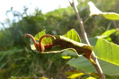 Dichorragia nesimachus