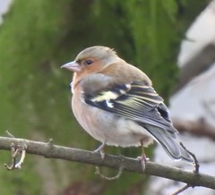 Fringilla coelebs