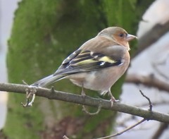Fringilla coelebs