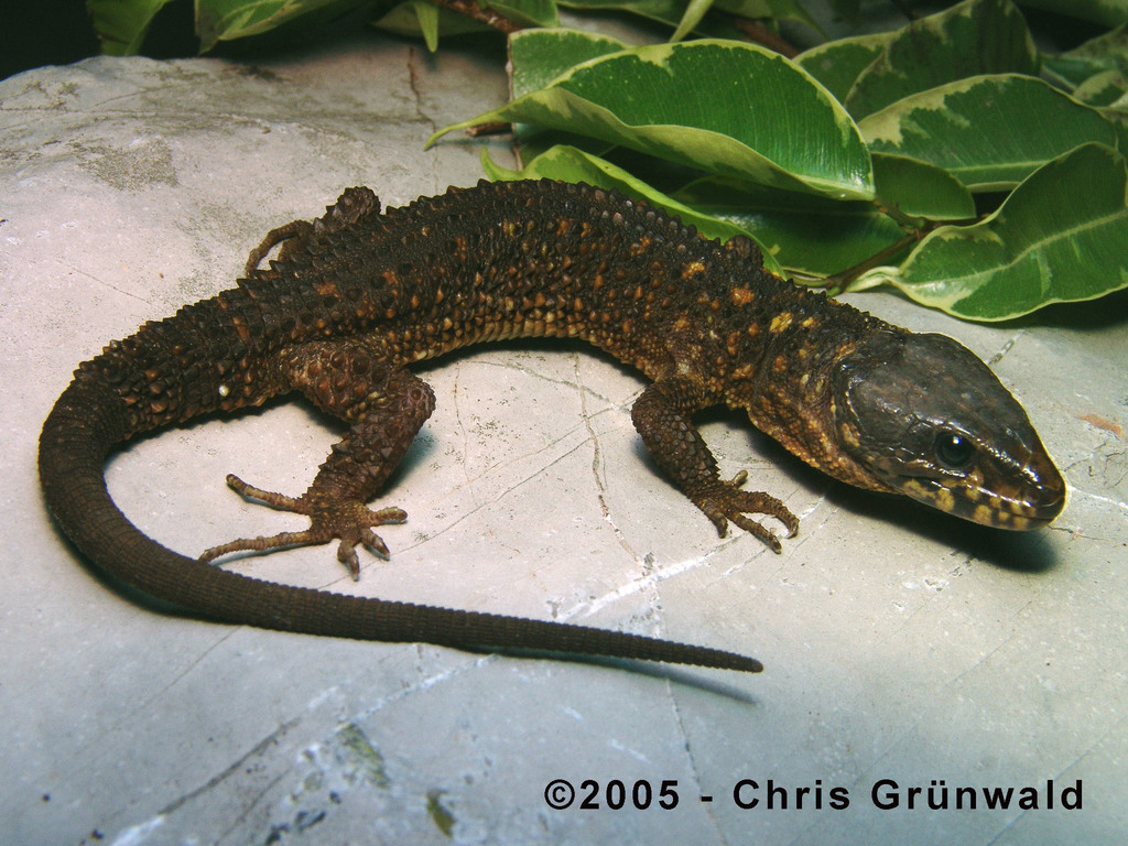 Tarascan Tropical Night Lizard