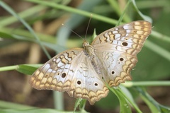 Anartia jatrophae