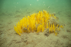 Ciocalypta polymastia