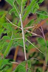 Parabacillus coloradus