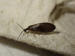 Sisyra nigra