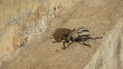 Brachycerus albidentatus