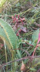 Craugastor mexicanus