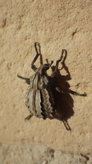 Brachycerus albidentatus