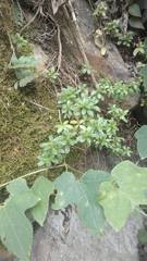 Peperomia leptophylla