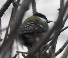 Parus major
