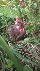 Craugastor mexicanus