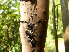 Aristobia voetii