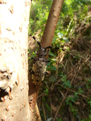 Aristobia voetii