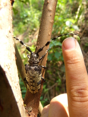 Aristobia voetii