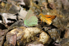 Callophrys dumetorum