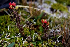 Castilleja nubigena