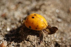 Harmonia axyridis