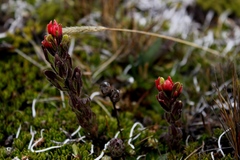 Castilleja nubigena