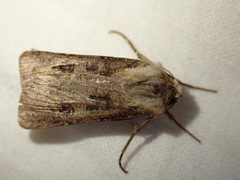 Agrotis clavis