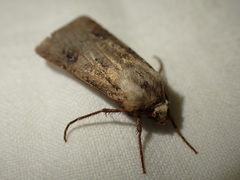 Agrotis clavis