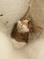 Agrotis clavis