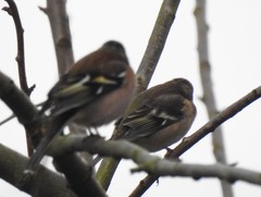 Fringilla coelebs