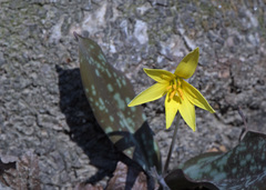 Erythronium rostratum