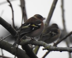 Fringilla coelebs