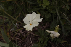Viola oreades