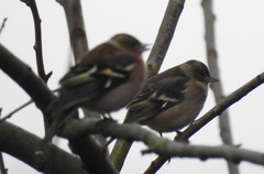 Fringilla coelebs