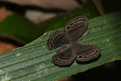 Eunogyra satyrus