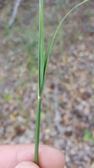 Cyperus corymbosus