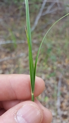 Cyperus corymbosus