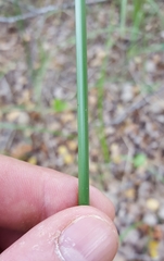 Cyperus corymbosus
