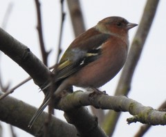 Fringilla coelebs