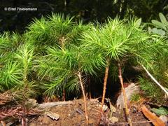 Dendroligotrichum dendroides