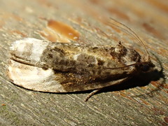 Apotomis betuletana