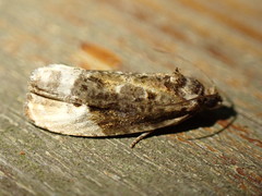 Apotomis betuletana