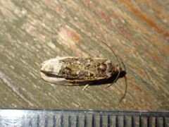 Apotomis betuletana