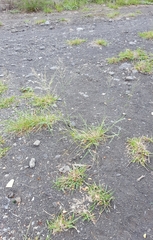 Eragrostis cylindriflora