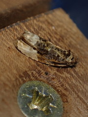 Apotomis betuletana