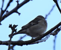 Fringilla coelebs