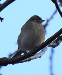 Fringilla coelebs