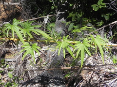 Dioscorea brachybotrya