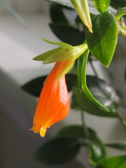 Nematanthus
