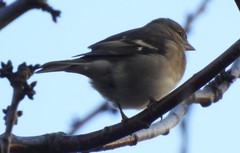 Fringilla coelebs