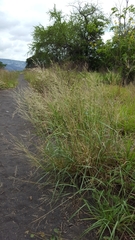 Eragrostis cylindriflora
