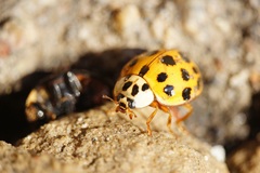 Harmonia axyridis