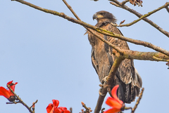 Haliaeetus leucoryphus
